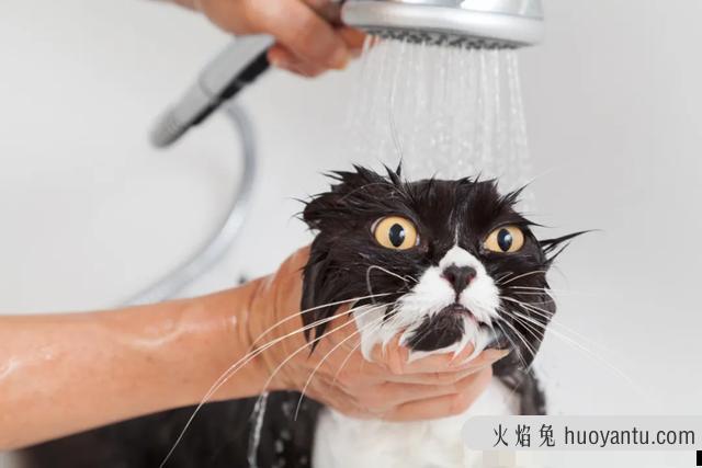 猫咪第一胎一般生几只?猫咪第一胎一般生几个