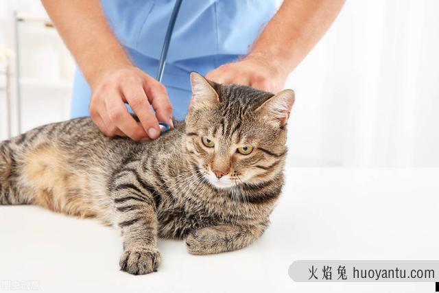 猫咪感冒症状(猫咪感冒症状表现)