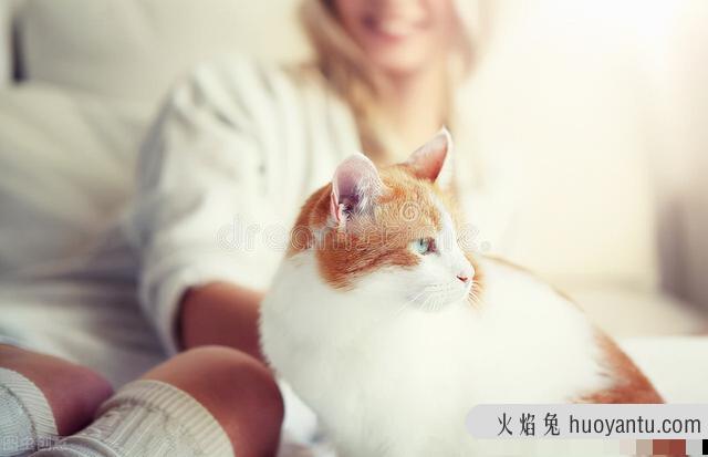 猫咪多大可以怀孕?猫咪多大可以怀孕生宝宝