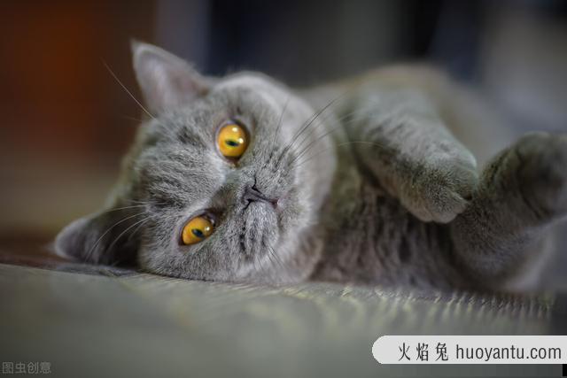 猫咪多大可以怀孕?猫咪多大可以怀孕生宝宝