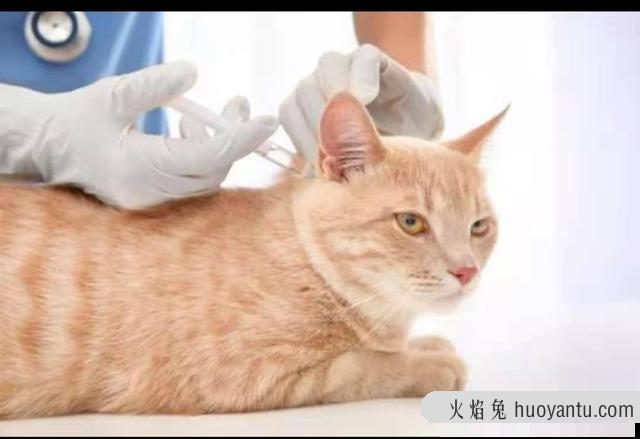 养2个月小猫攻略(小猫两个月怎么养)