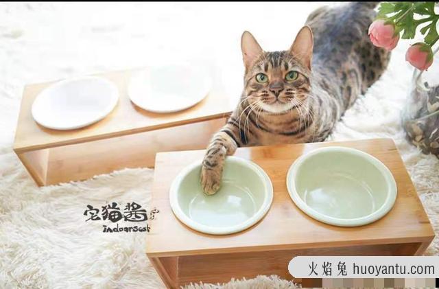 养2个月小猫攻略(小猫两个月怎么养)