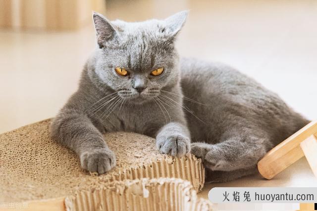 养2个月小猫攻略(小猫两个月怎么养)