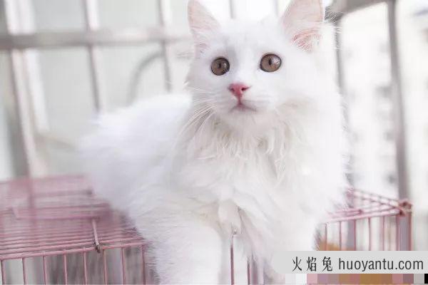 猫抑郁症的表现 猫抑郁症的表现和治疗