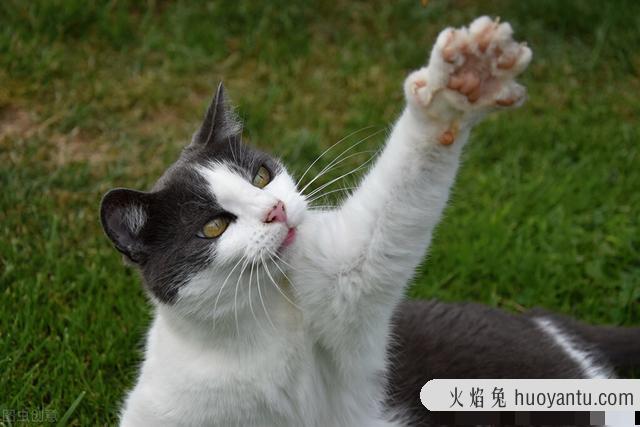 猫抓板的作用是什么?猫抓板对猫有什么作用