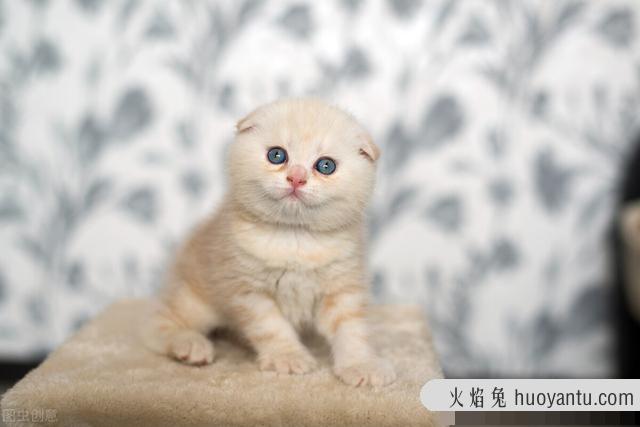 猫抓板的作用是什么?猫抓板对猫有什么作用