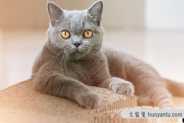 猫抓板的作用是什么?猫抓板对猫有什么作用