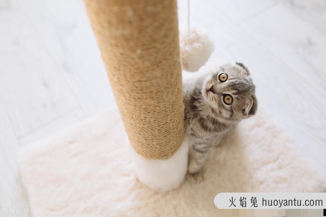 猫抓板的作用是什么?猫抓板对猫有什么作用