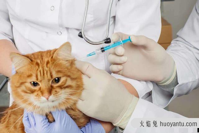 猫打完疫苗后精神不好 猫打完疫苗后精神不好多久恢复