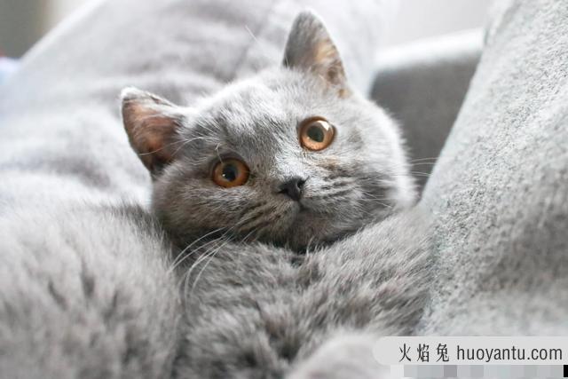 猫咪打喷嚏但是很活泼 猫咪打喷嚏但是很活泼食欲也好