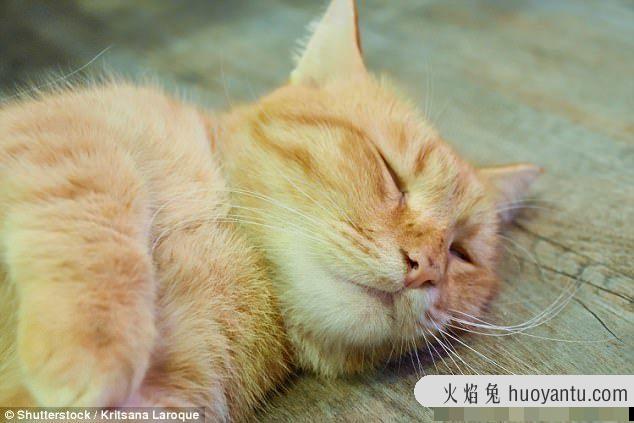 猫尾巴竖起来什么意思?猫尾巴竖起来一直叫