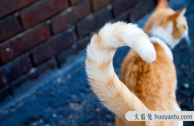 猫尾巴竖起来什么意思?猫尾巴竖起来一直叫