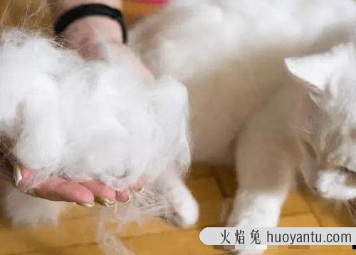 猫咪做绝育多少钱(北京给猫咪做绝育多少钱)