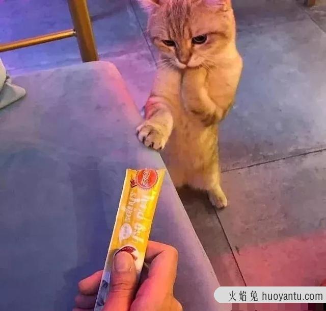 猫咪毛囊炎用什么药(可以用红霉素软膏)