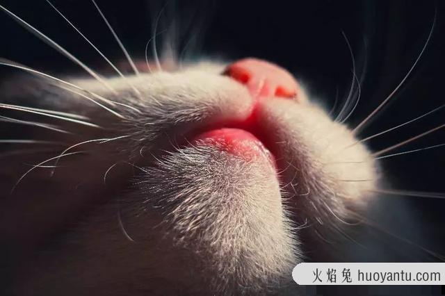 猫咪毛囊炎用什么药(可以用红霉素软膏)