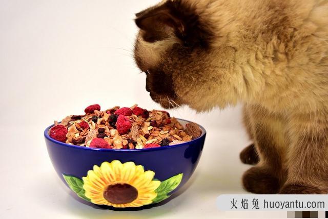 猫是肉食动物还是杂食动物(猫是肉食动物还是杂食性动物)