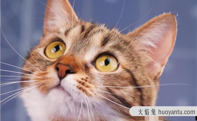 猫咪吐了没消化的猫粮(猫咪吐了没消化的猫粮是什么原因)