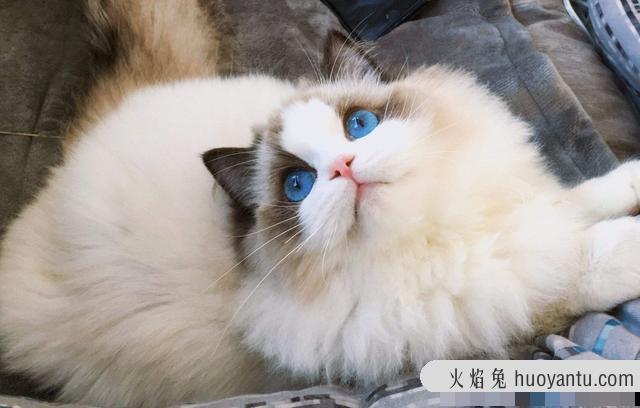 斯芬克斯猫价格(斯芬克斯猫价格多少钱一只)