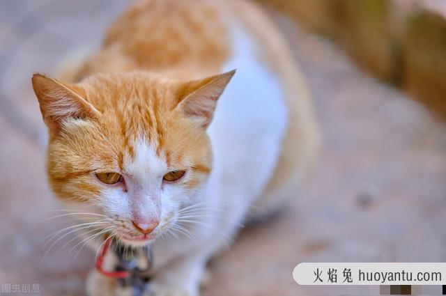 猫耳朵热代表发烧吗(猫耳朵热一定是发烧吗)