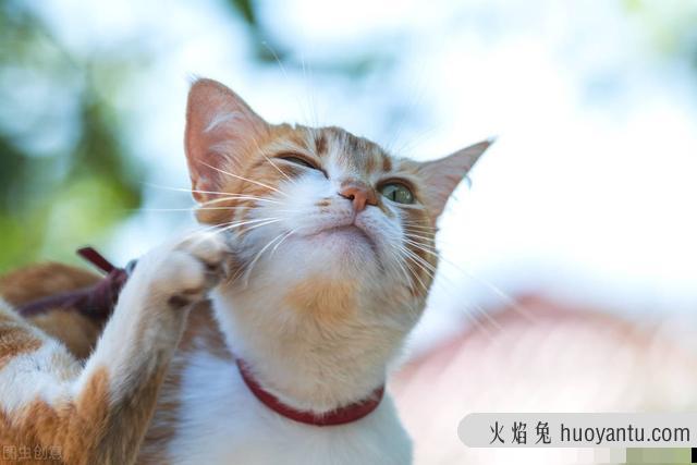 猫耳朵热代表发烧吗(猫耳朵热一定是发烧吗)