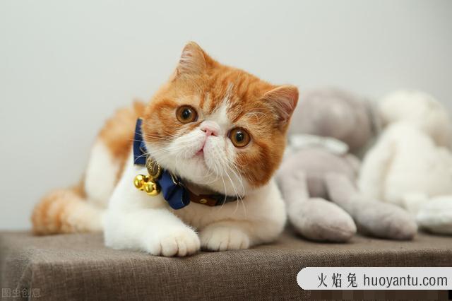 猫咪眼屎多红褐色(猫咪眼屎多红褐色还有鼻子两侧也有)