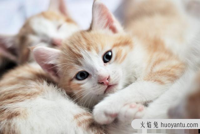 猫粮需要经常换吗(猫粮是不是应该经常换)