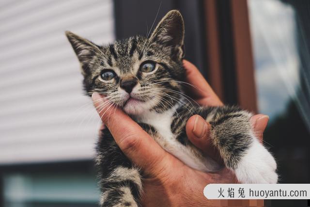 猫咪眼屎多红褐色(猫咪眼屎多红褐色还有鼻子两侧也有)