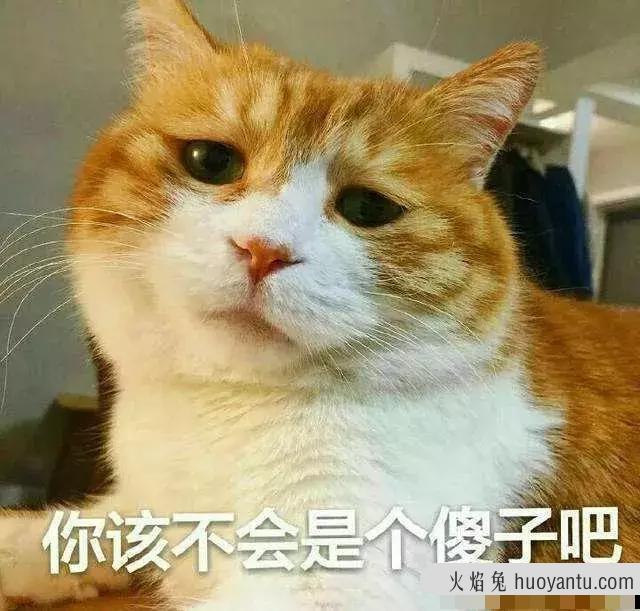 猫打喷嚏会传染给人吗(猫打喷嚏是什么原因)