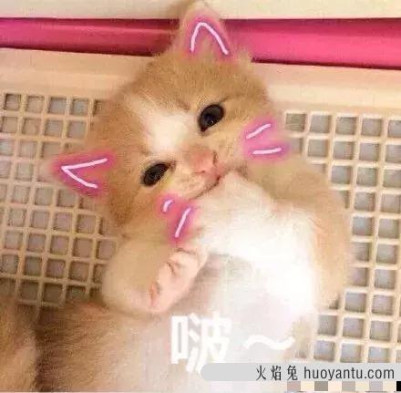 猫打喷嚏会传染给人吗(猫打喷嚏是什么原因)