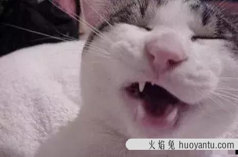 猫打喷嚏会传染给人吗(猫打喷嚏是什么原因)