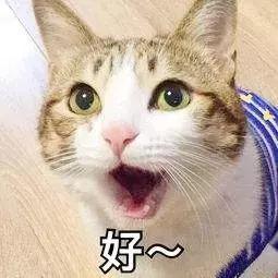 猫打喷嚏会传染给人吗(猫打喷嚏是什么原因)