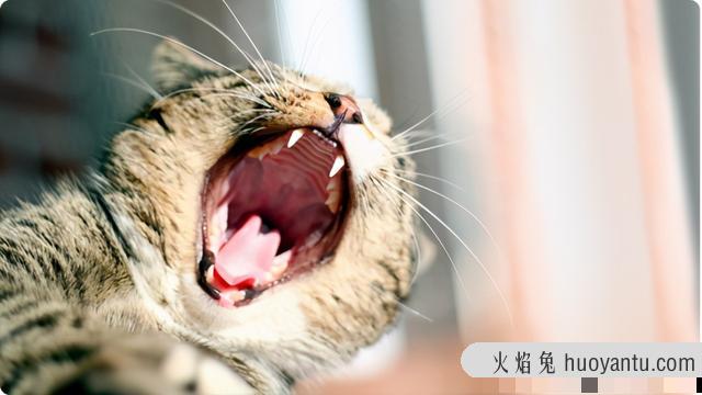 猫咪牙龈红肿怎么办(猫咪牙龈肿了一坨肉)