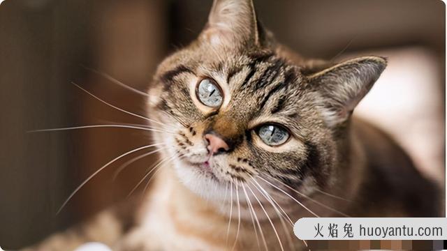 猫咪牙龈红肿怎么办(猫咪牙龈肿了一坨肉)