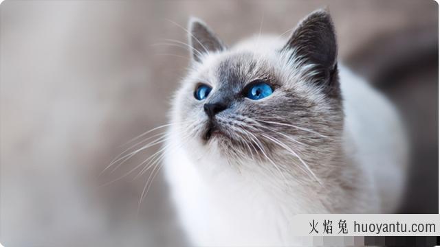 猫咪牙龈红肿怎么办(猫咪牙龈肿了一坨肉)