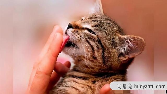 猫咪舔主人脸(猫咪舔主人脸什么意思)