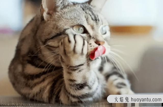 猫咪舔主人脸(猫咪舔主人脸什么意思)