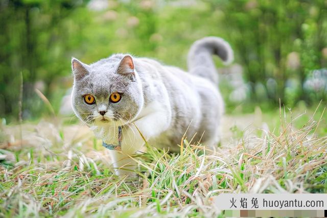 猫咪几个月可以洗澡(猫咪几个月可以洗澡了)