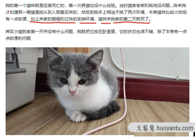 猫应激反应有哪些表现(猫应激反应怎么处理)