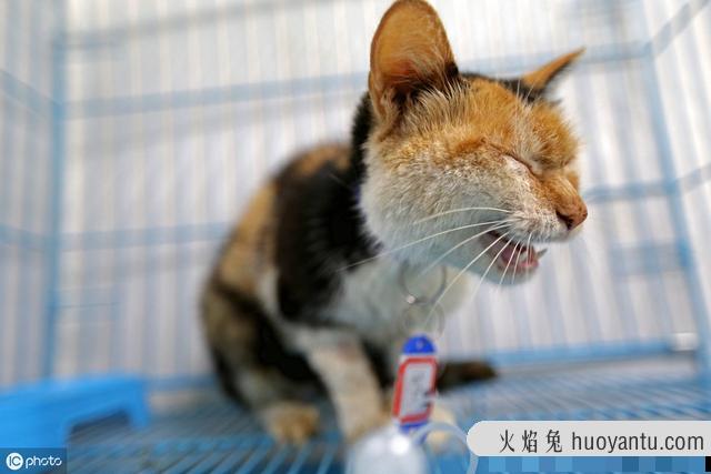 猫应激反应有哪些表现(猫应激反应怎么处理)