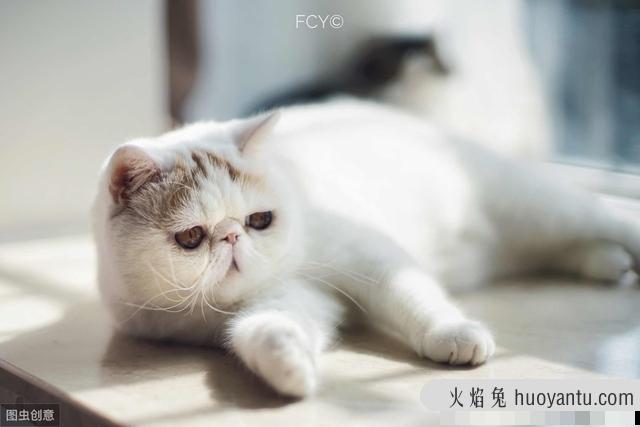 猫应激反应有哪些表现(猫应激反应怎么处理)