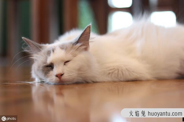 猫应激反应有哪些表现(猫应激反应怎么处理)