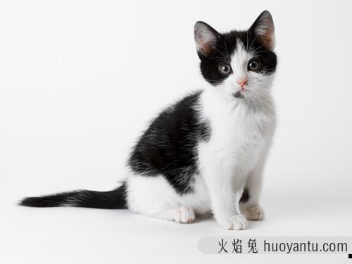 猫咪大全(猫咪大全介绍)