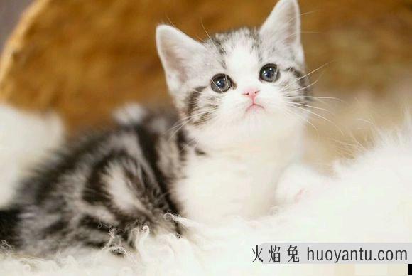 猫咪大全(猫咪大全介绍)