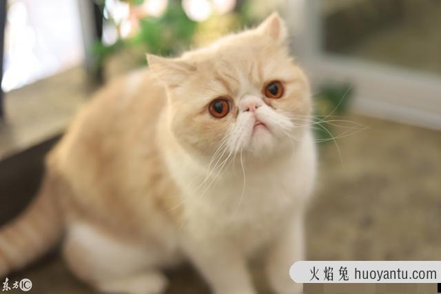 猫咪大全(猫咪大全介绍)