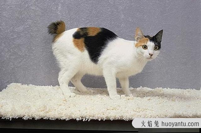 猫咪大全(猫咪大全介绍)