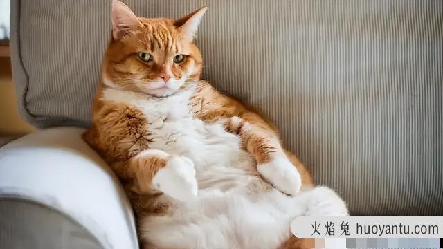 猫几个月算一岁(宠物猫几个月算一岁)