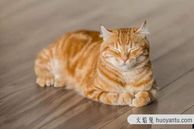 猫几个月算一岁(宠物猫几个月算一岁)