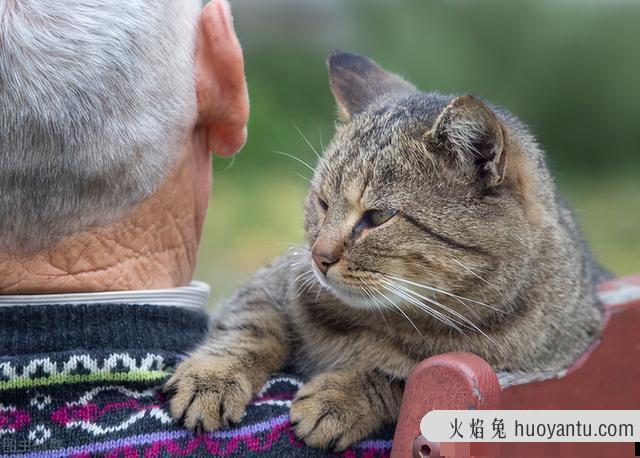 猫几个月算一岁(宠物猫几个月算一岁)