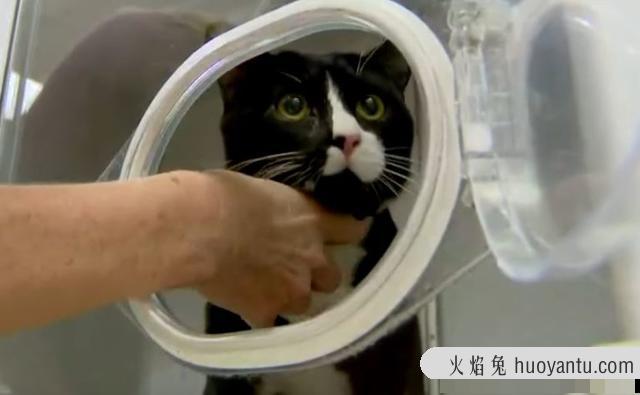 猫肺水肿是怎么引起的(猫肺水肿怎么治疗)