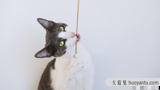 猫肺水肿是怎么引起的(猫肺水肿怎么治疗)